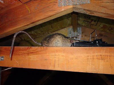 rodent trapping