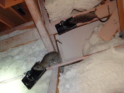 rodent trapping